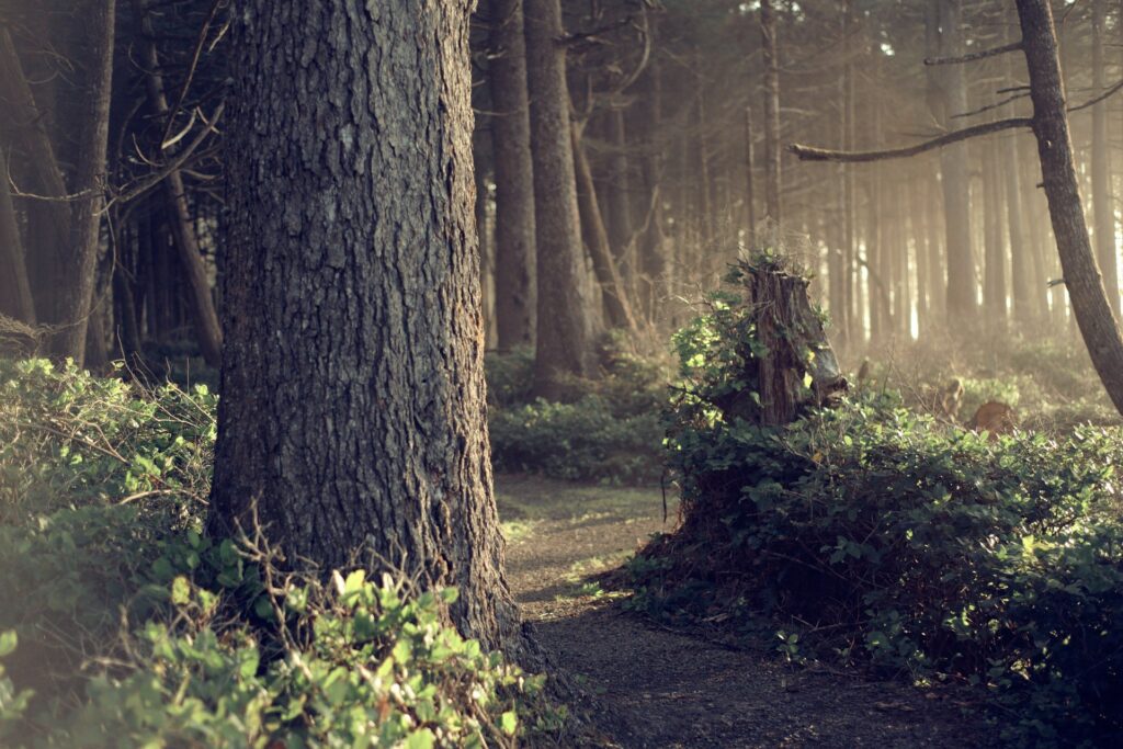 Ein tiefer Pfad im Wald erlaubt auch Gruppen den Blick in das Innenleben zu vertiefen.